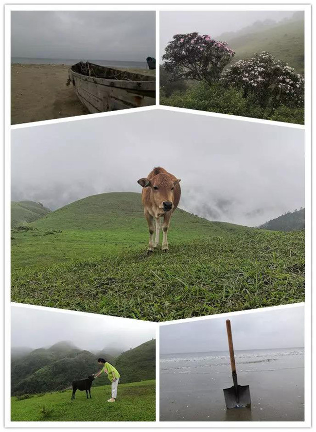 5月1日，陽西藍(lán)袍藍(lán)看海，陽春雞籠頂?shù)巧劫p高山杜鵑