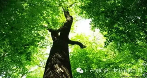 【博皓感悟】欲為大樹，莫與草爭-1