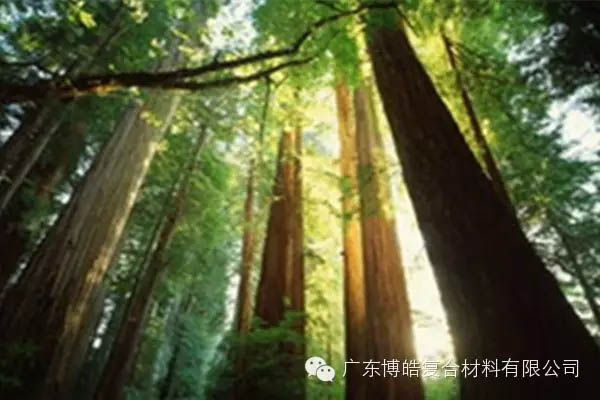 【博皓感悟】欲為大樹，莫與草爭-2